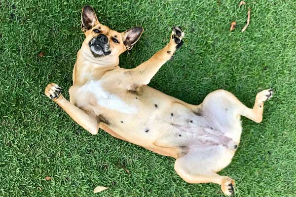 L’ostéopathie vétérinaire peut accompagner la récupération de la chienne après sa stérilisation en favorisant sa mobilité, son confort et son bien-être.